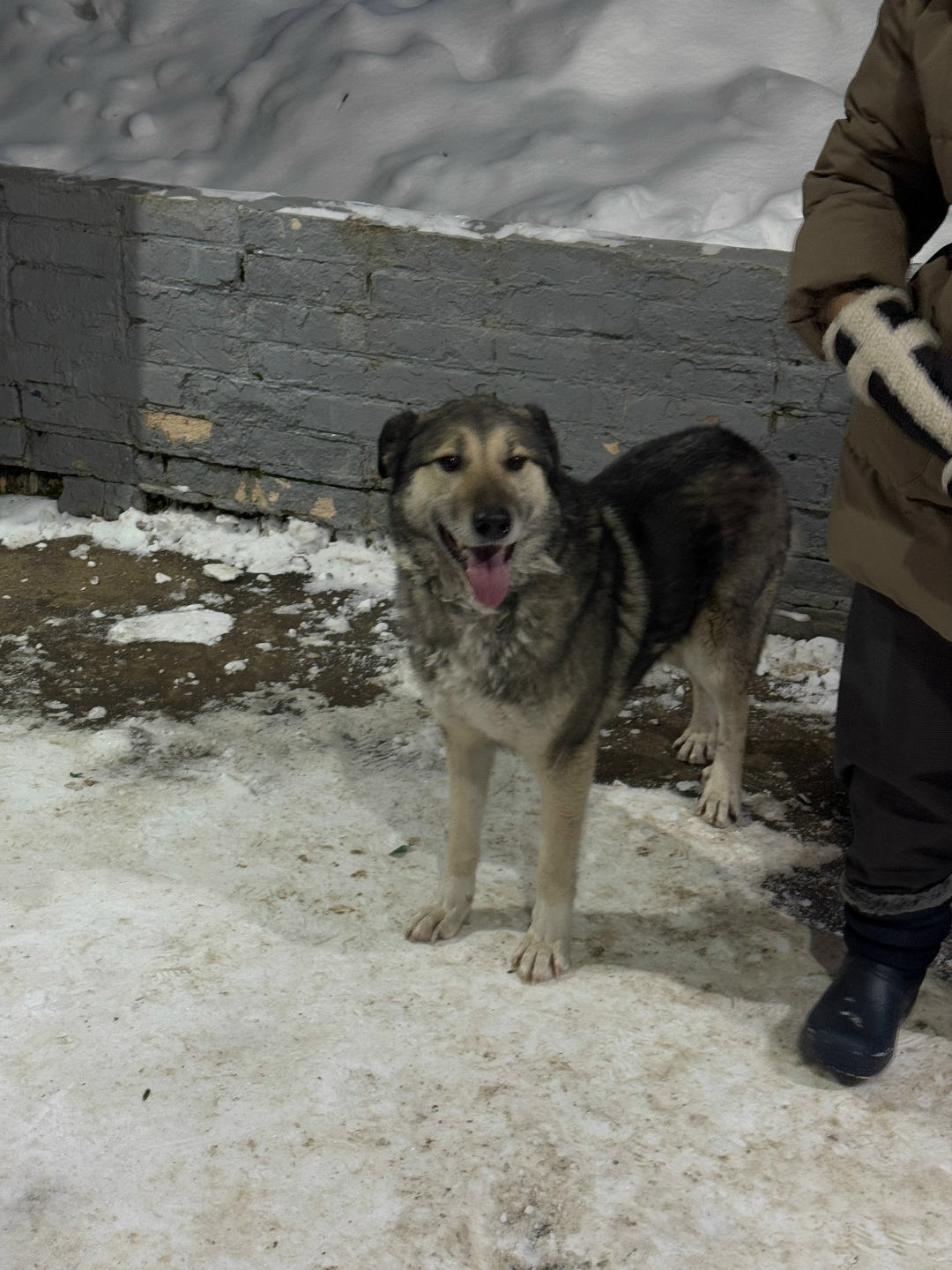 Найдена собака в Сергиевом Посаде — фото объявления