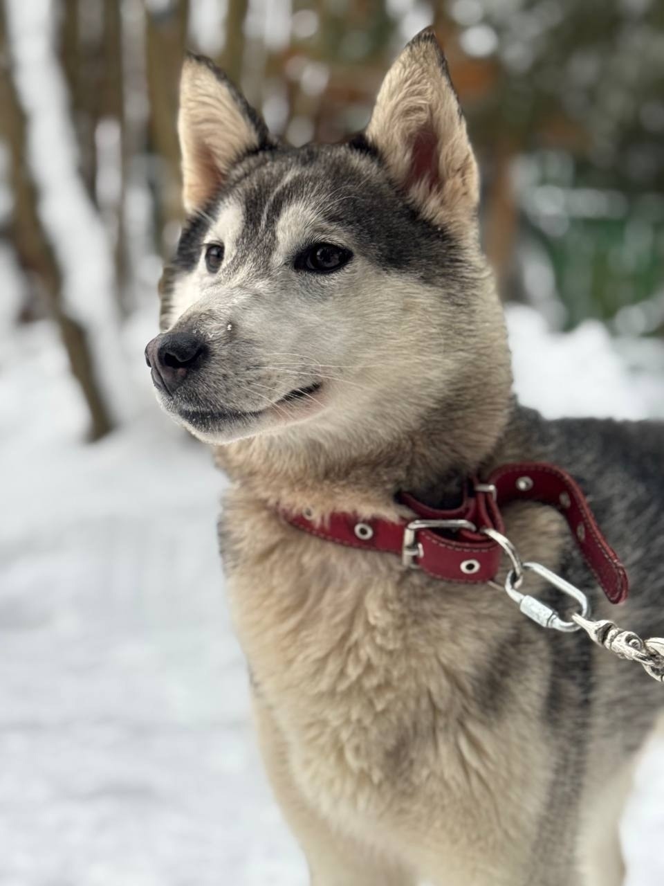 Пропала собака в Сергиевом Посаде — фото объявления