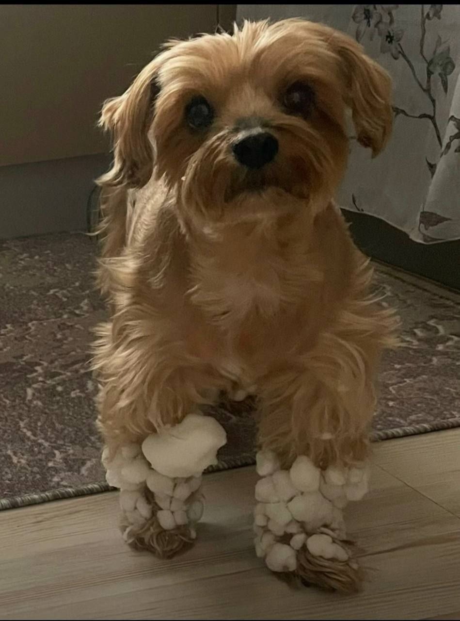 Пропала собака в Сергиевом Посаде — фото объявления