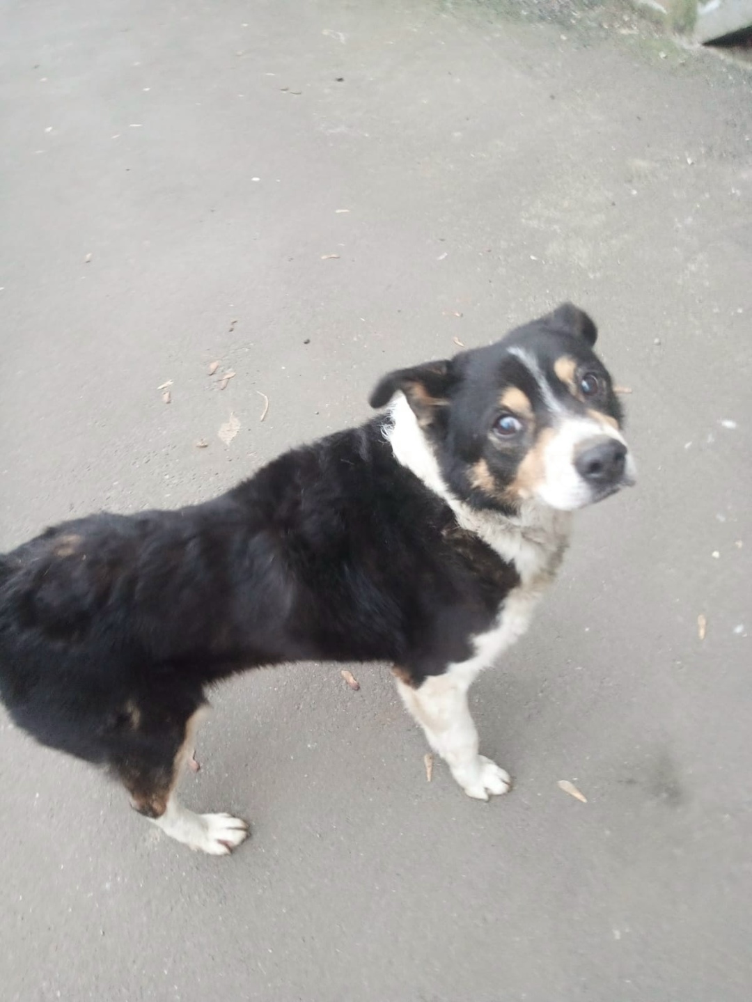 Пропала собака в Сергиевом Посаде — фото объявления