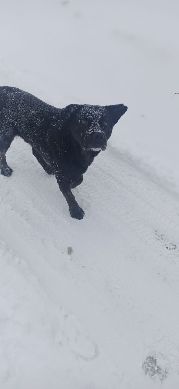 Найдена собака в Сергиевом Посаде — фото объявления