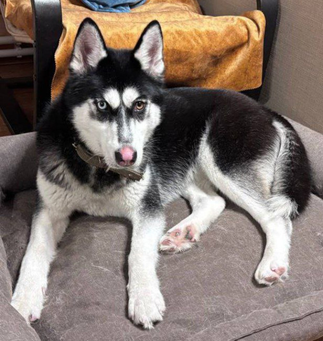 Пропала собака в Сергиевом Посаде — фото объявления