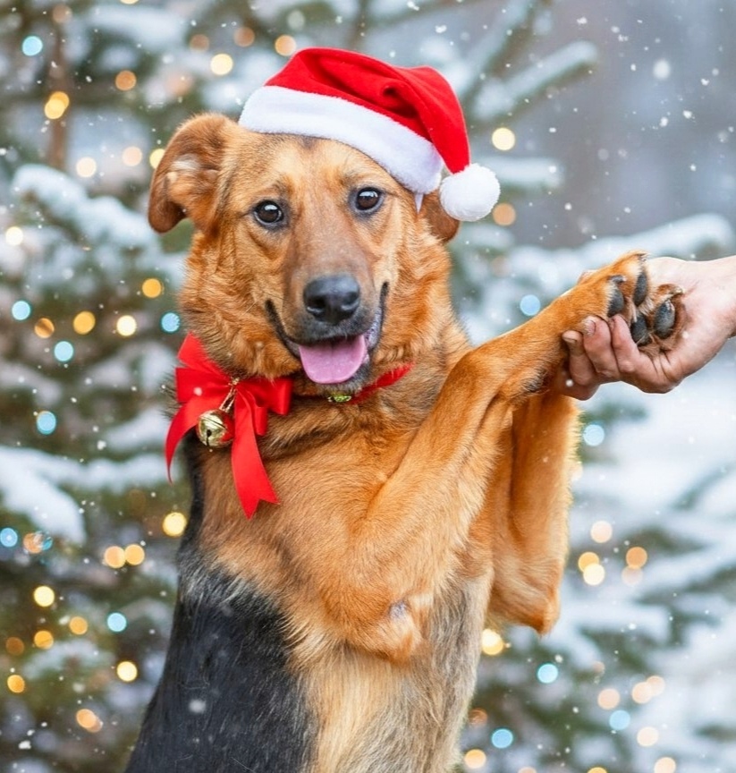 Найдена собака в Сергиевом Посаде — фото объявления