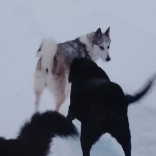Найдена собака в Сергиевом Посаде — фото объявления