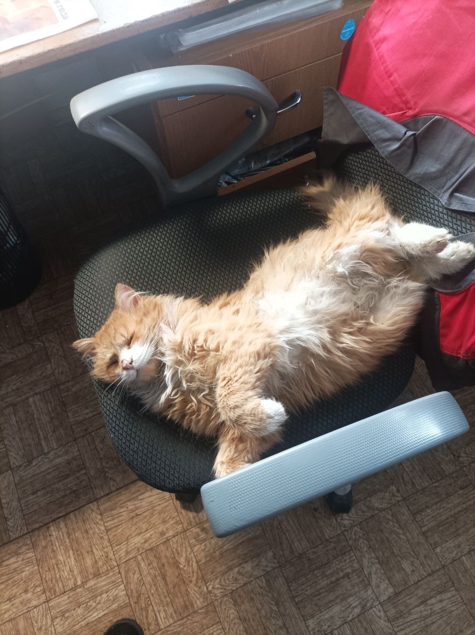 Пропала кошка в Сергиевом Посаде — фото объявления