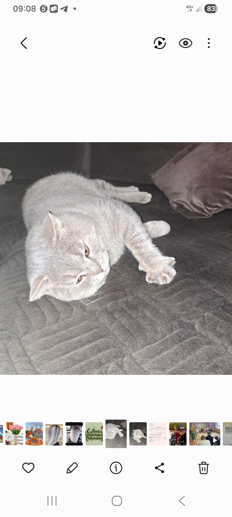 Пропала кошка в Сергиевом Посаде — фото объявления