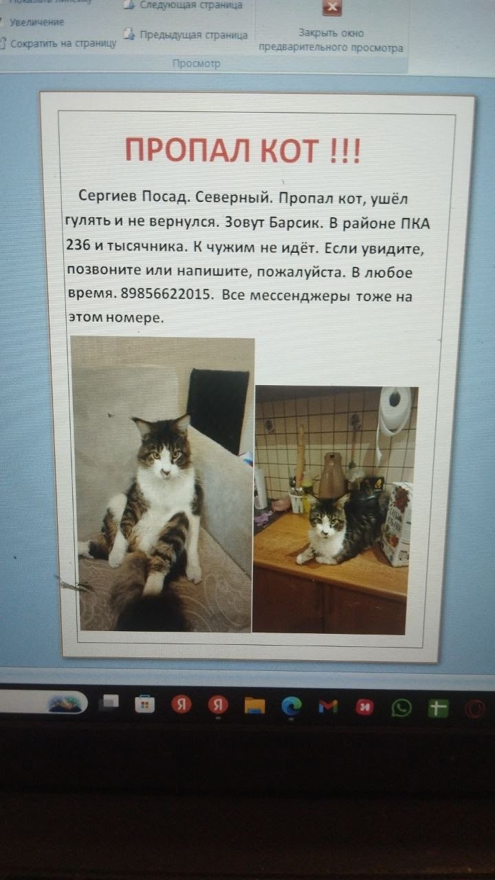 Пропала кошка в Сергиевом Посаде — фото объявления