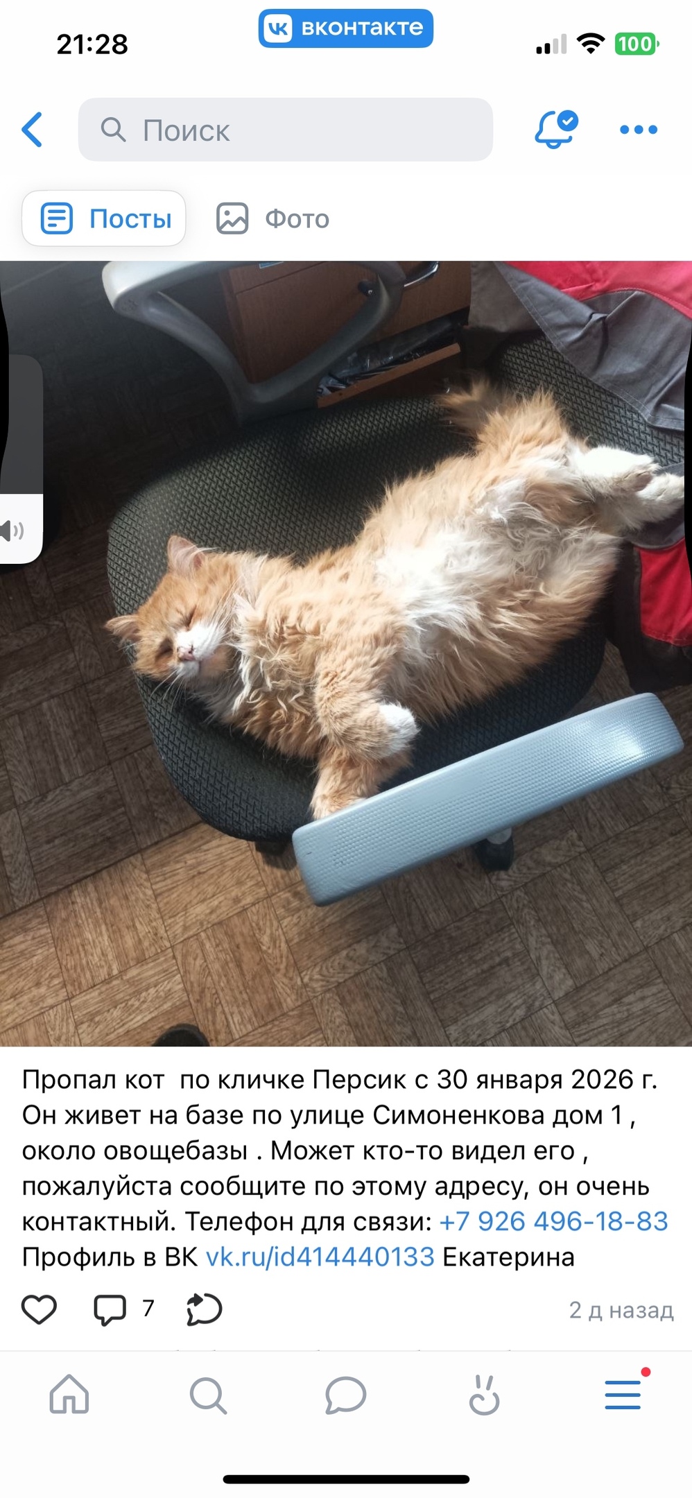 Пропала кошка в Сергиевом Посаде — фото объявления