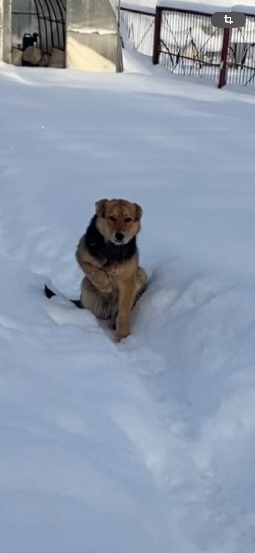Найдена собака в Сергиевом Посаде — фото объявления