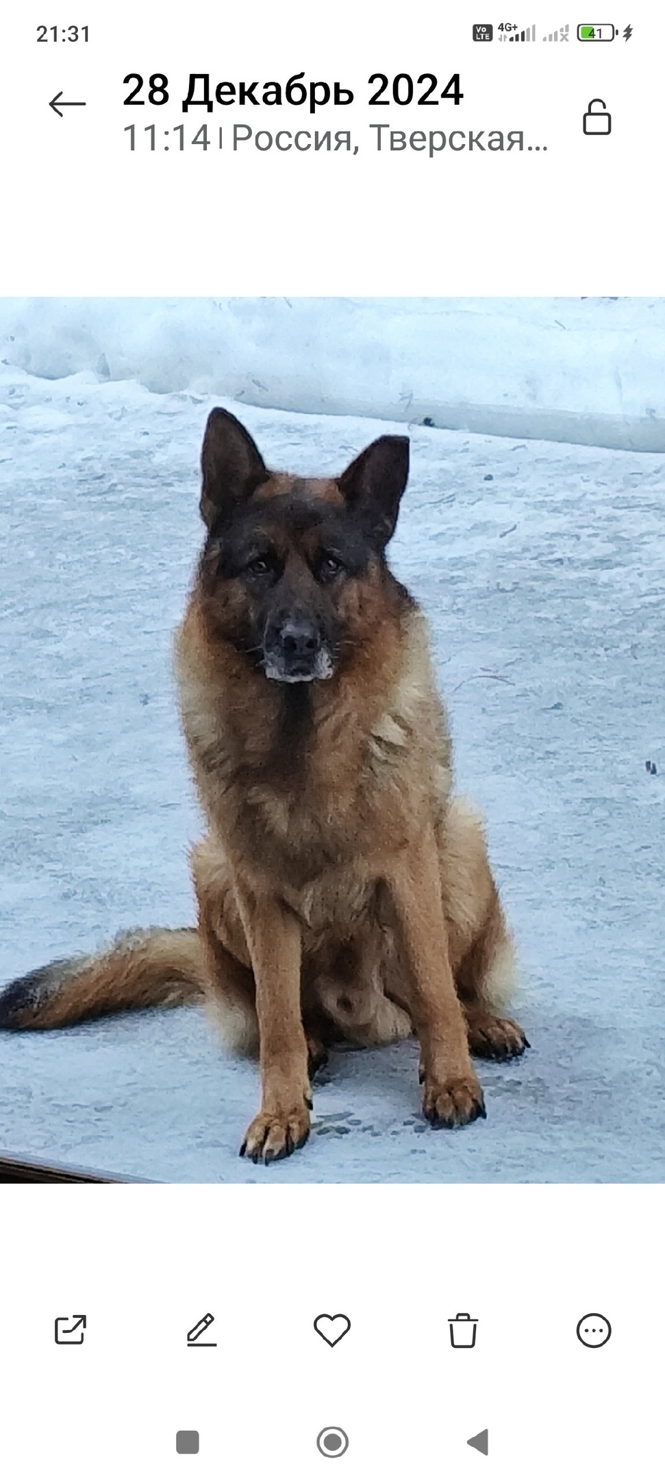 Пропала собака в Сергиевом Посаде — фото объявления