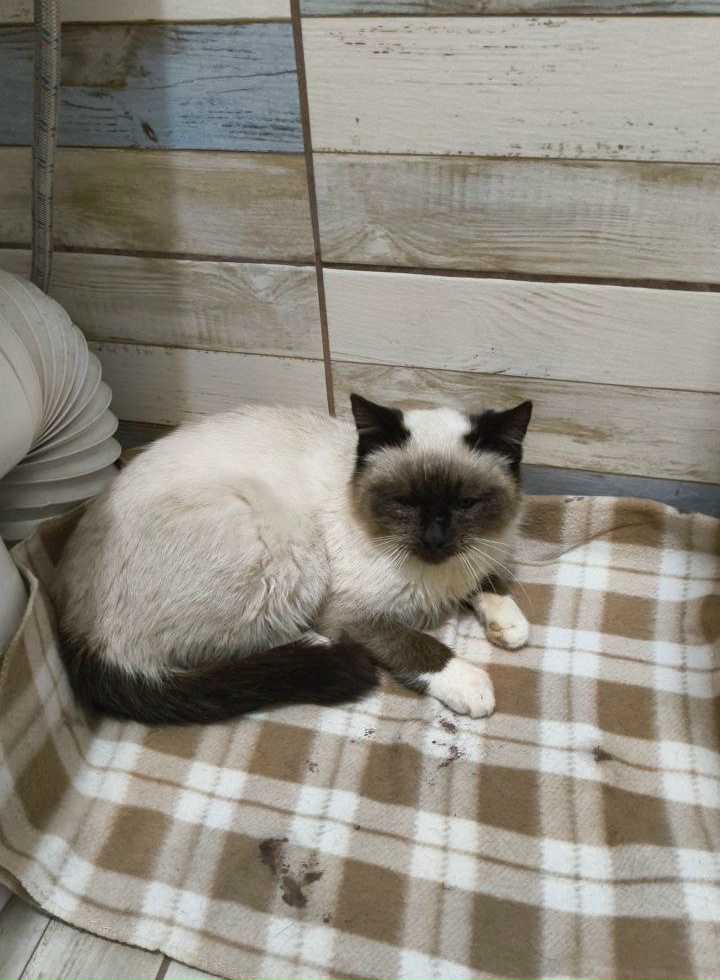 Найдена кошка в Сергиевом Посаде — фото объявления