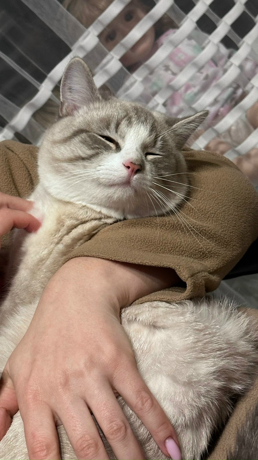 Пропала кошка в Сергиевом Посаде — фото объявления