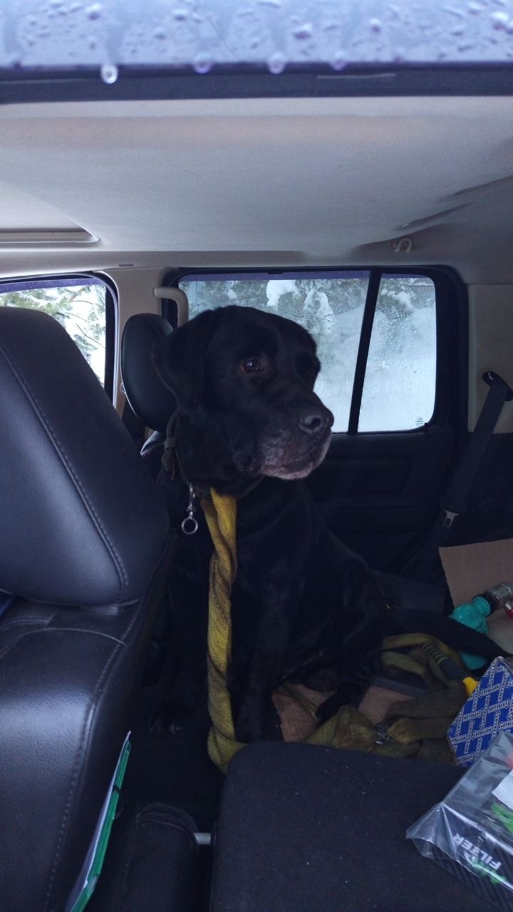 Найдена собака в Сергиевом Посаде — фото объявления