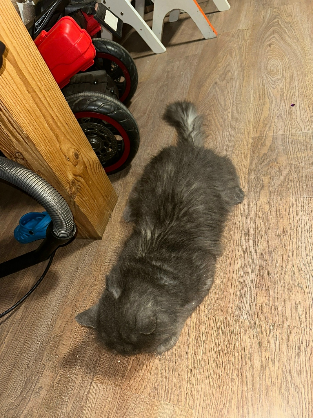 Найдена кошка в Сергиевом Посаде — фото объявления