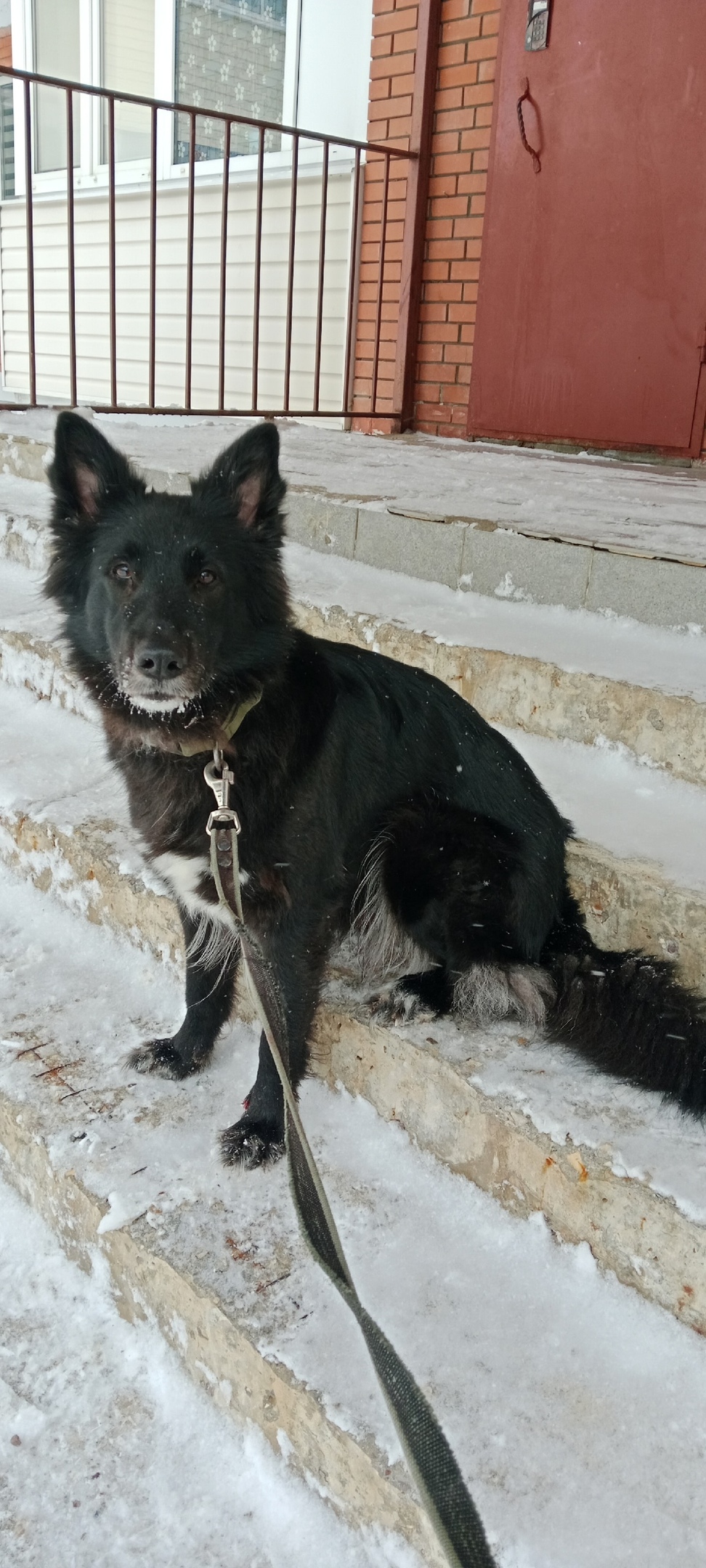 Пропала собака в Сергиевом Посаде — фото объявления