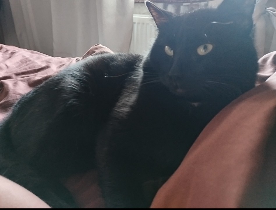 Пропала кошка в Сергиевом Посаде — фото объявления