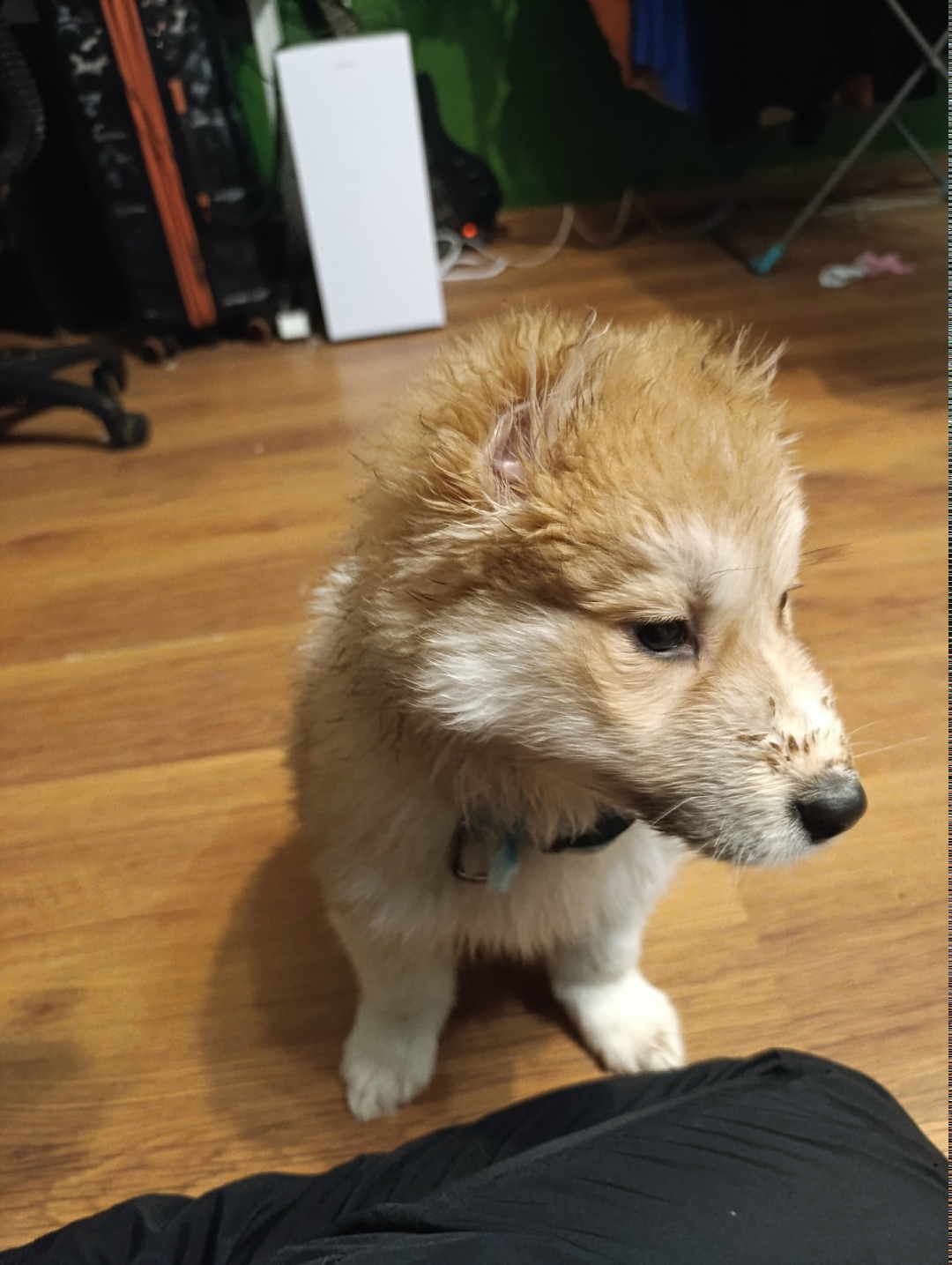 Найдена собака в Сергиевом Посаде — фото объявления