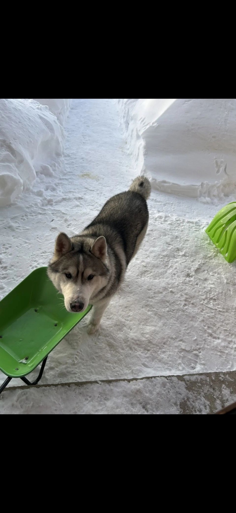 Найдена собака в Сергиевом Посаде — фото объявления