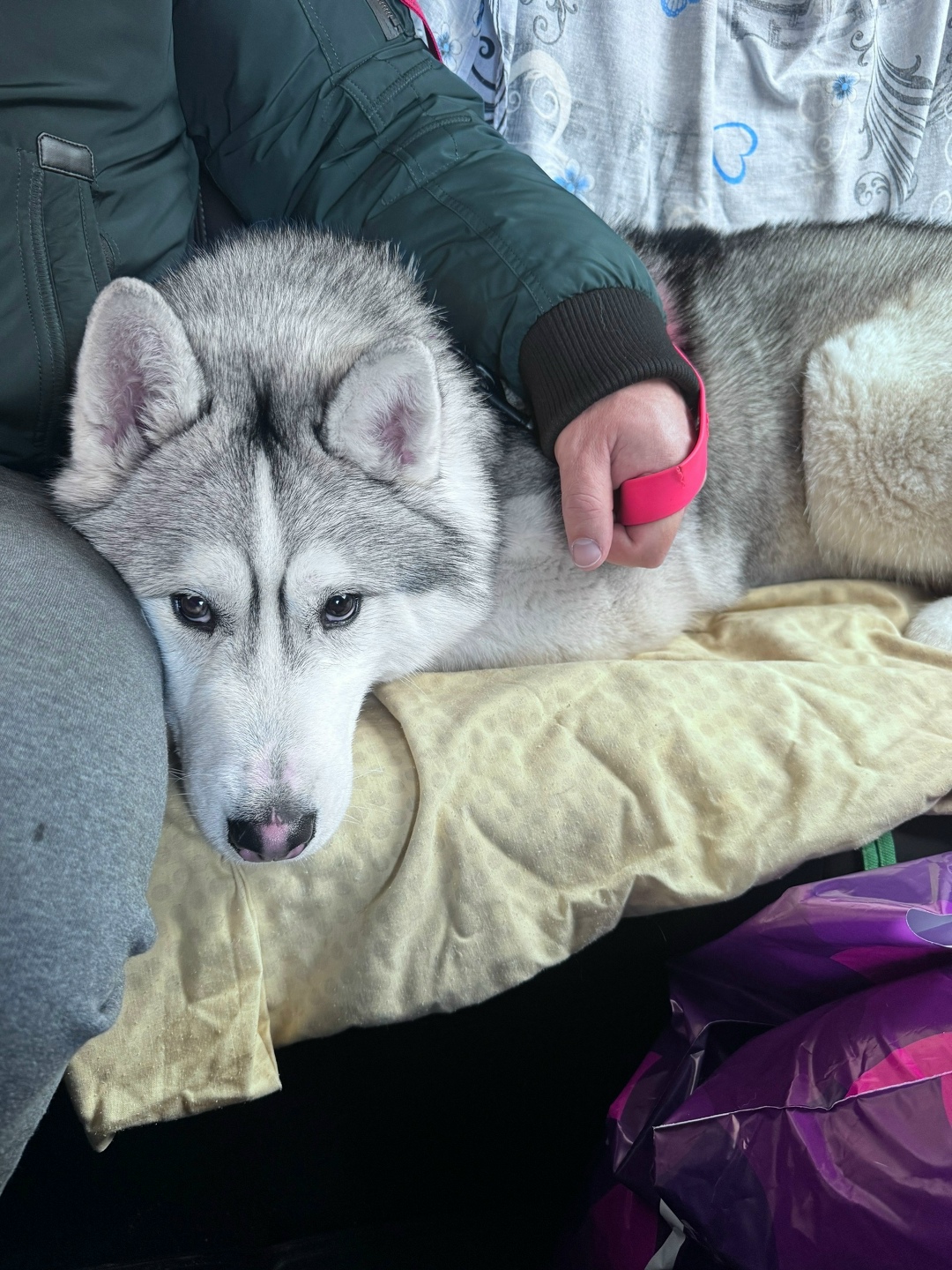 Найдена собака в Сергиевом Посаде — фото объявления