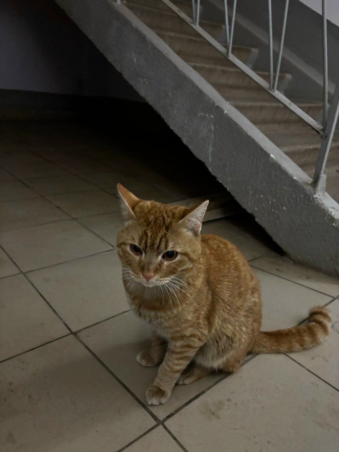 Найдена кошка в Сергиевом Посаде — фото объявления