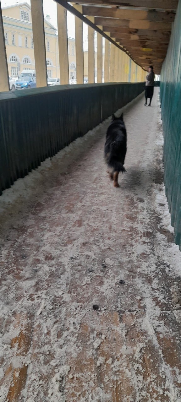 Пропала собака в Сергиевом Посаде — фото объявления