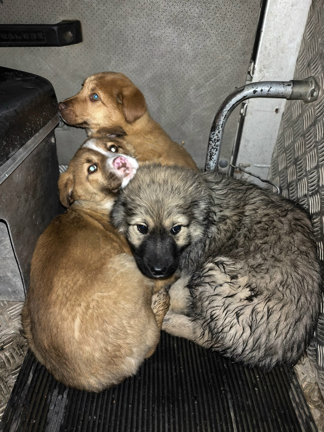 Найдена собака в Сергиевом Посаде — фото объявления