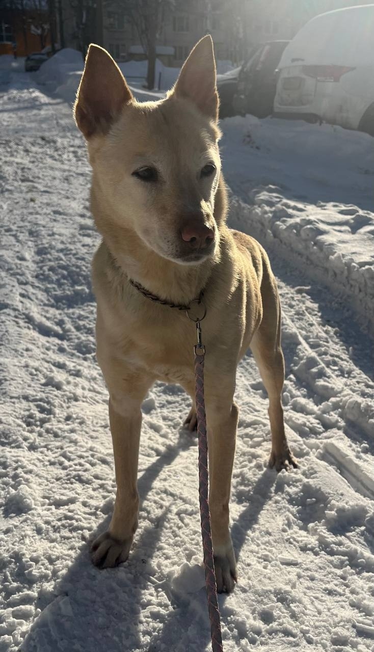 Найдена собака в Сергиевом Посаде — фото объявления