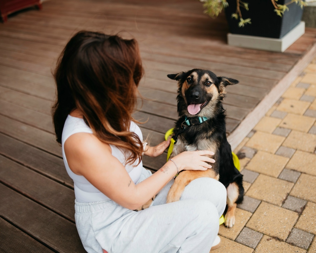 Найдена собака в Сергиевом Посаде — фото объявления