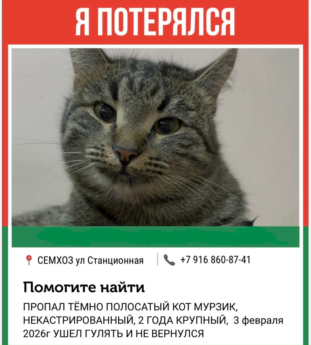 Найдена кошка в Сергиевом Посаде — фото объявления