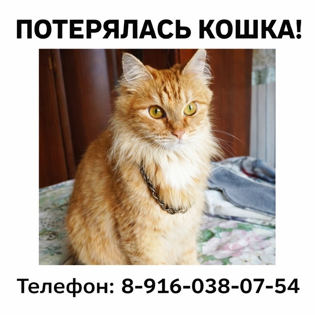 Найдена кошка в Сергиевом Посаде — фото объявления