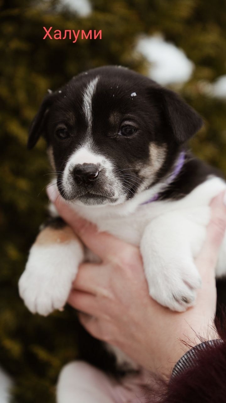 Пропала собака в Сергиевом Посаде — фото объявления