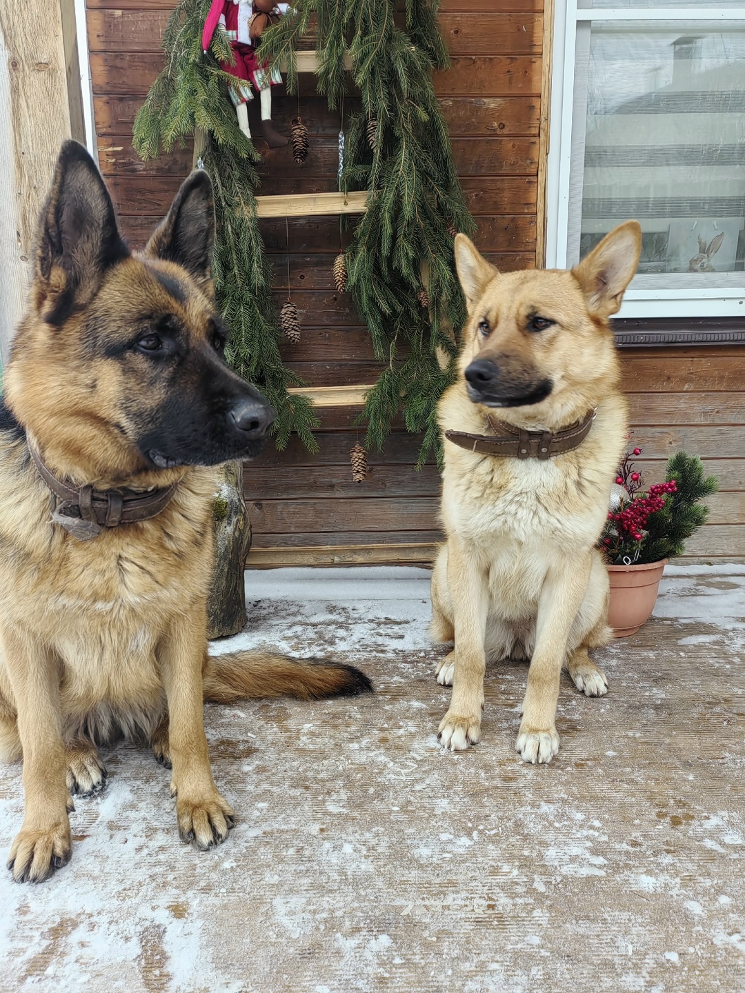 Пропала собака в Сергиевом Посаде — фото объявления