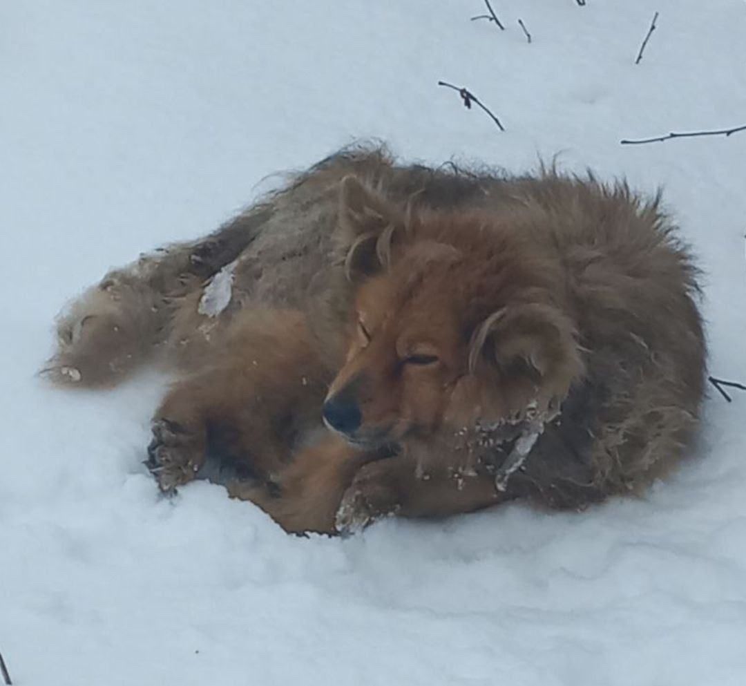 Пропала собака в Сергиевом Посаде — фото объявления