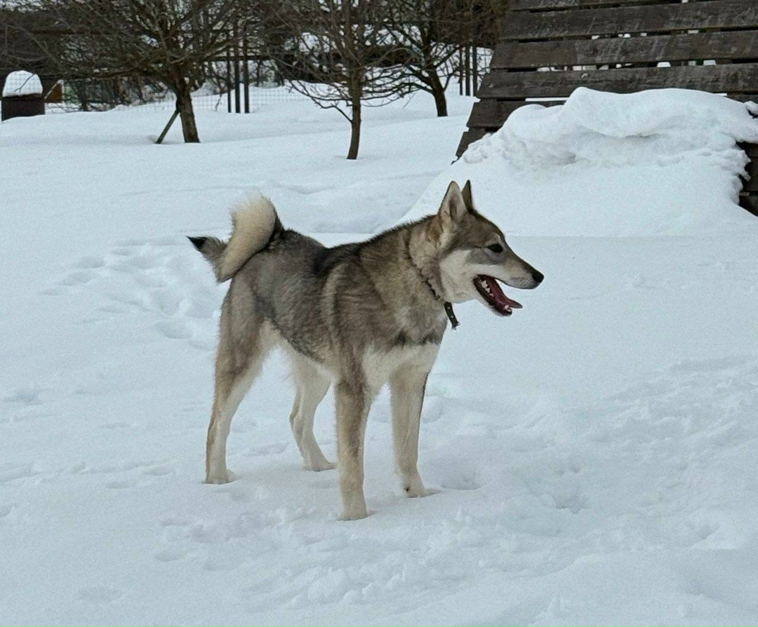 Найдена собака в Сергиевом Посаде — фото объявления