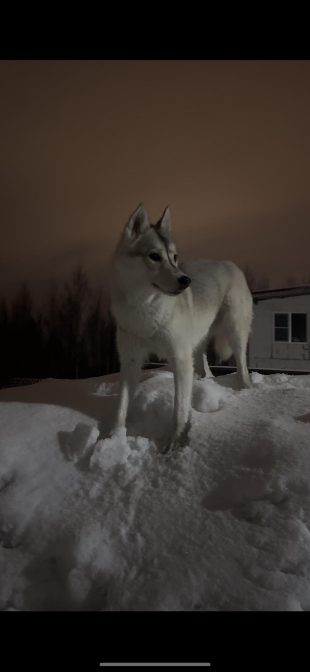 Пропала собака в Сергиевом Посаде — фото объявления
