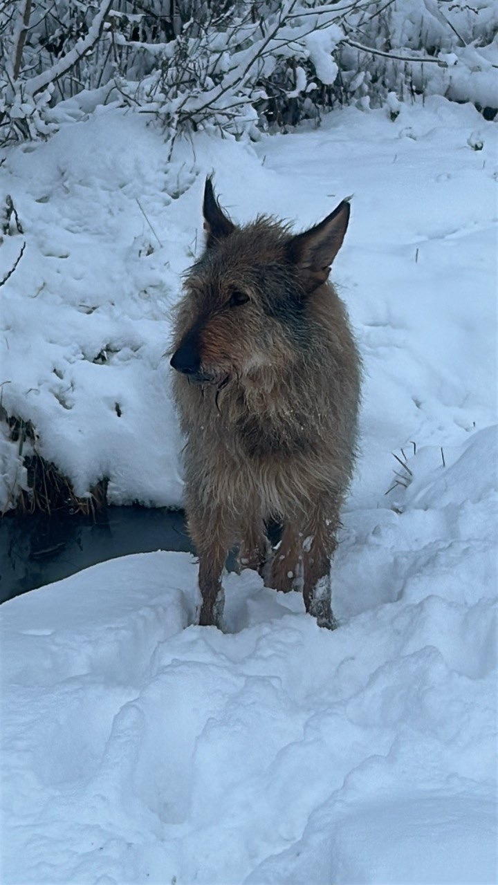 Пропала собака в Сергиевом Посаде — фото объявления