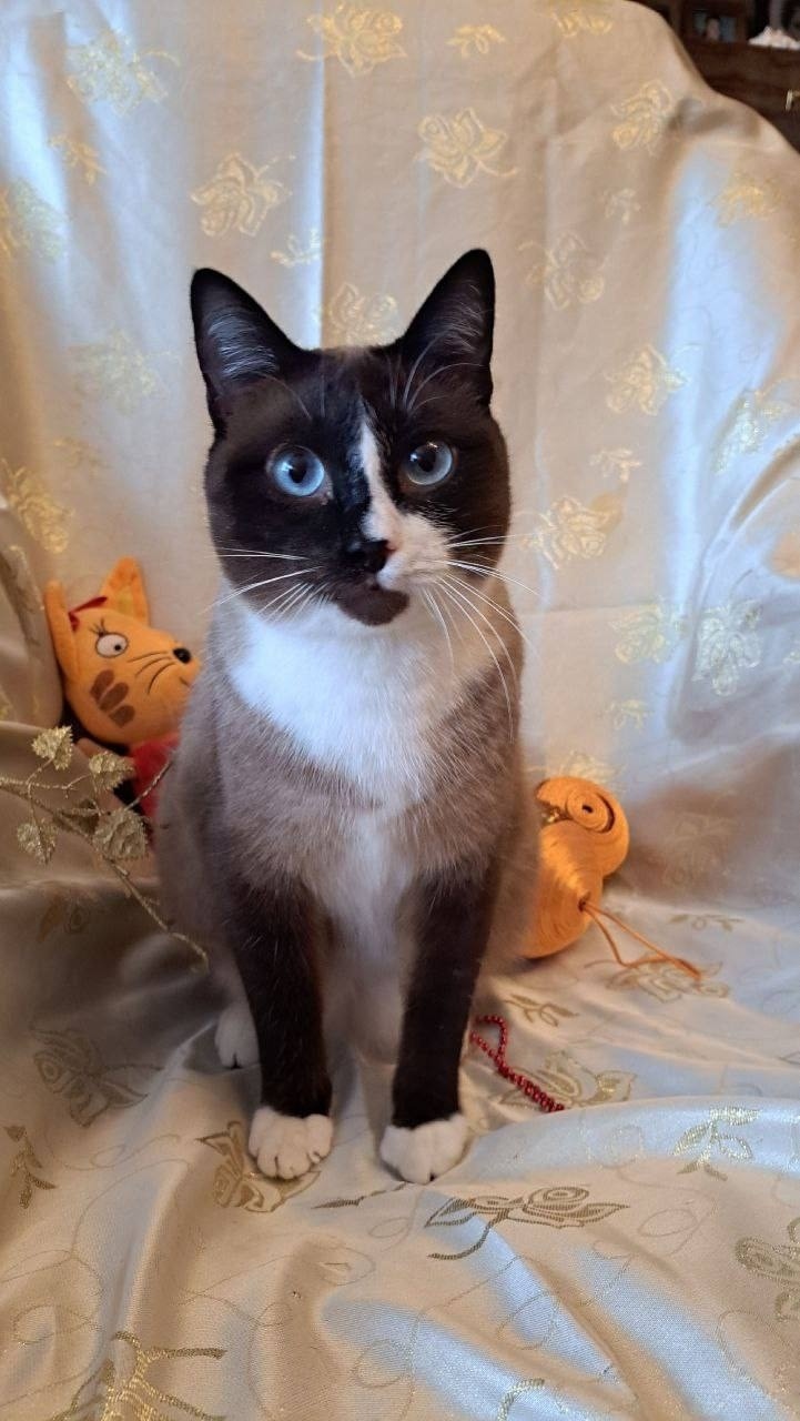 Найдена собака в Сергиевом Посаде — фото объявления