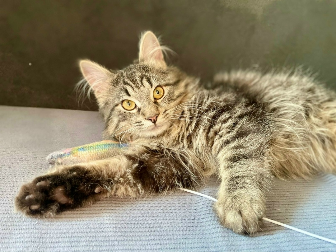 Пропала кошка в Сергиевом Посаде — фото объявления