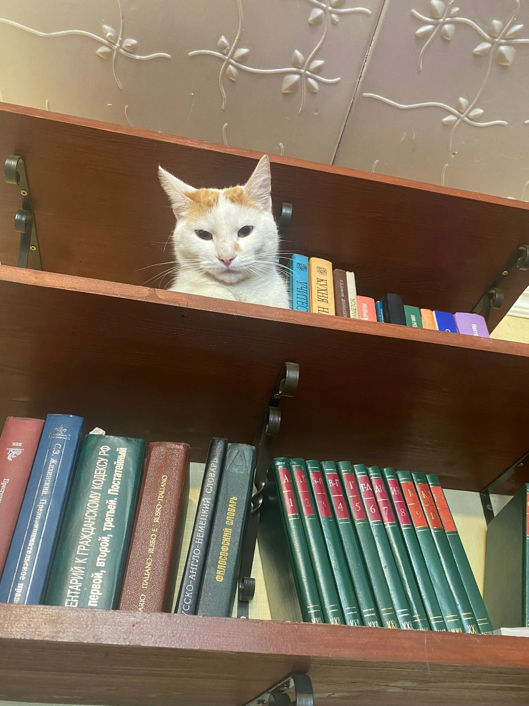 Найдена кошка в Сергиевом Посаде — фото объявления