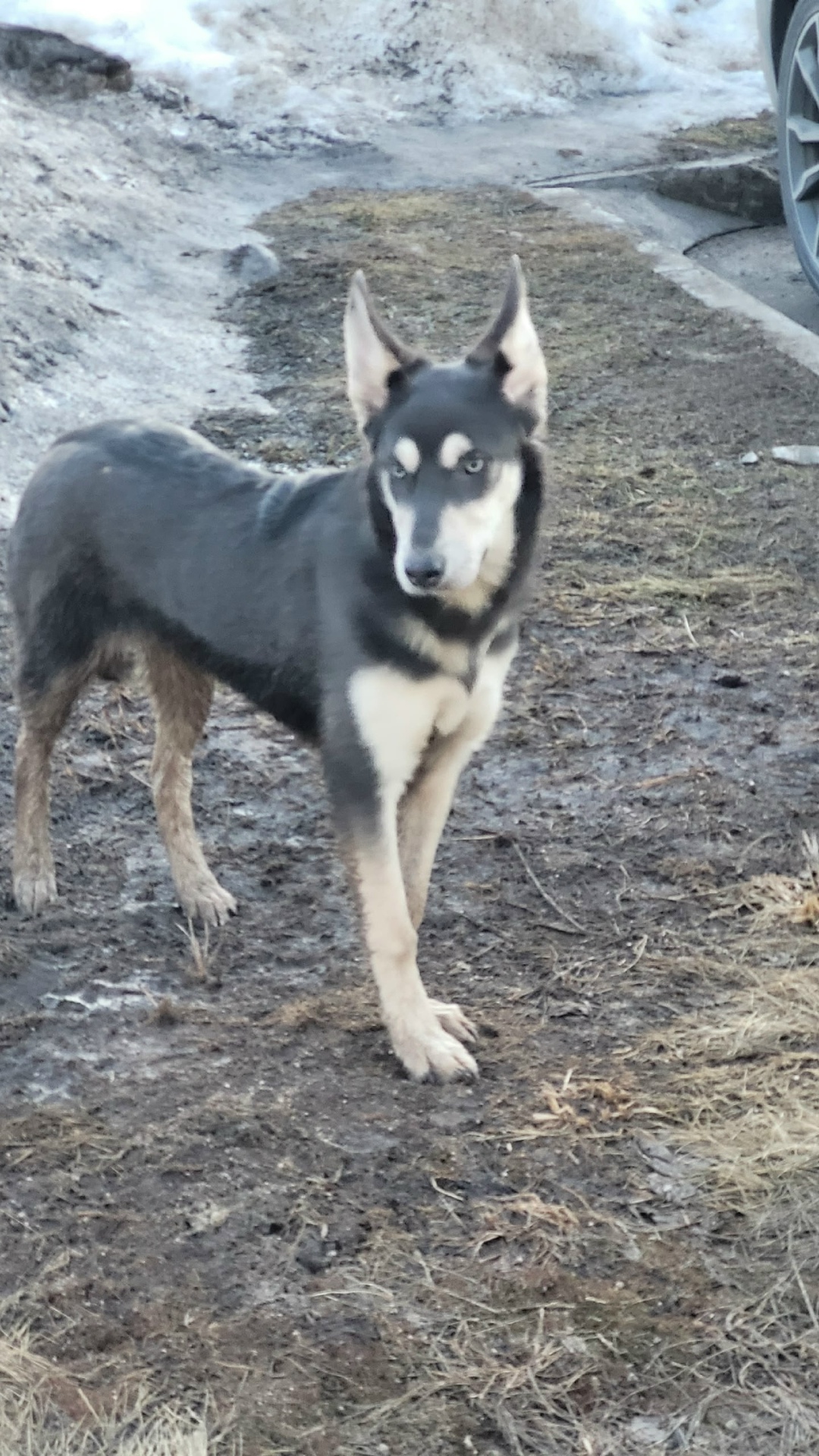 Пропала собака в Сергиевом Посаде — фото объявления