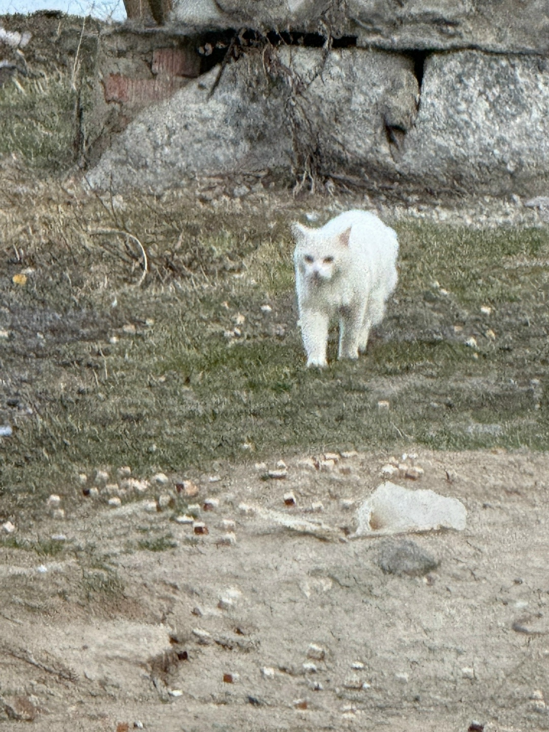 Пропала кошка в Сергиевом Посаде — фото объявления