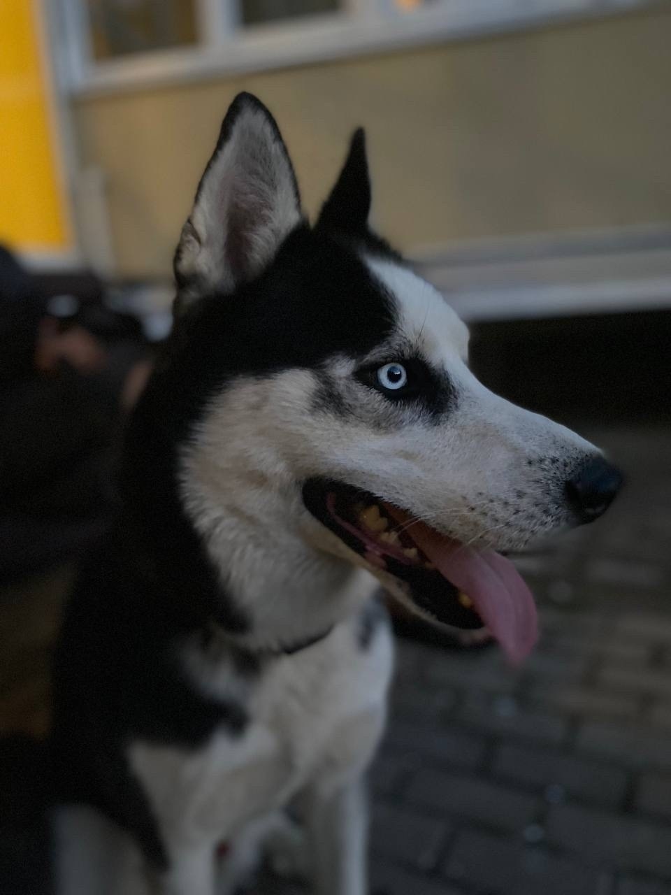 Пропала собака в Сергиевом Посаде — фото объявления