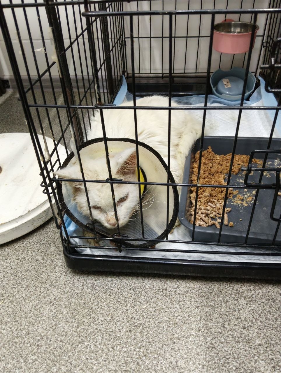 Найдена собака в Сергиевом Посаде — фото объявления