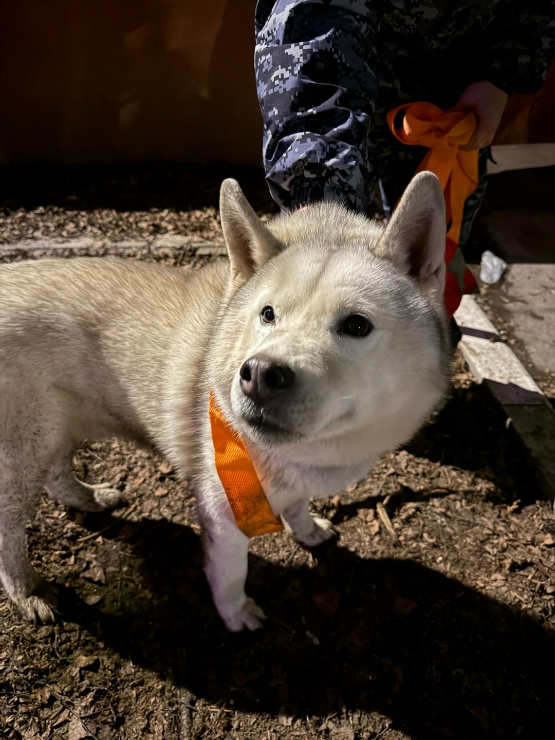 Найдена собака в Сергиевом Посаде — фото объявления