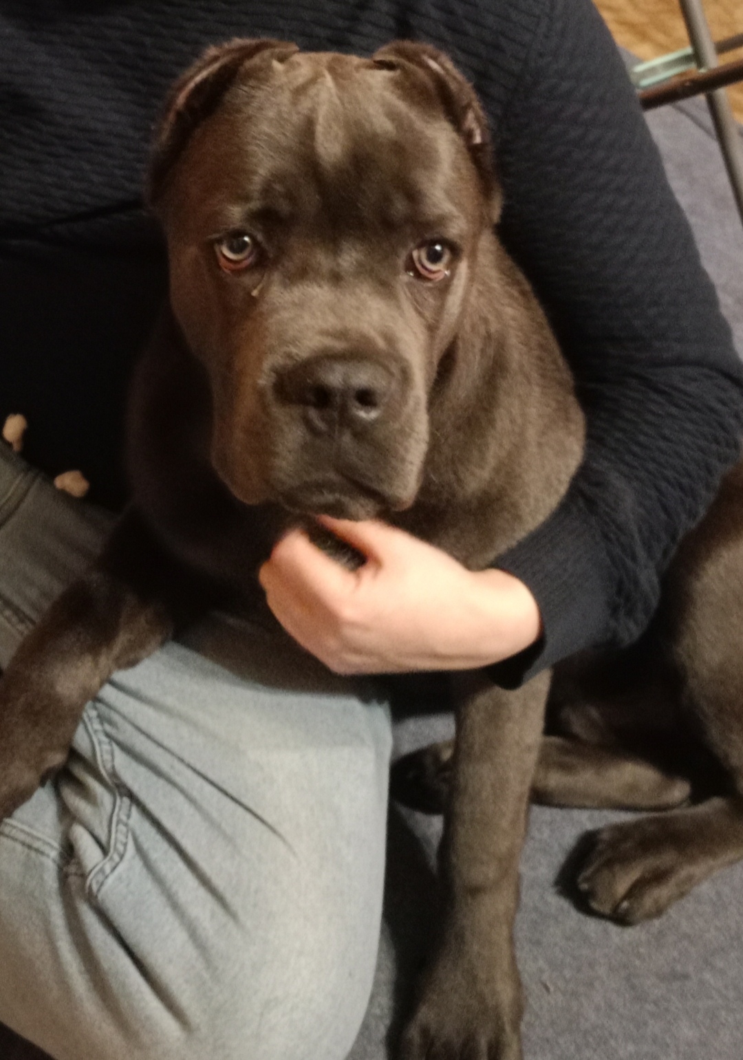 Пропала собака в Сергиевом Посаде — фото объявления