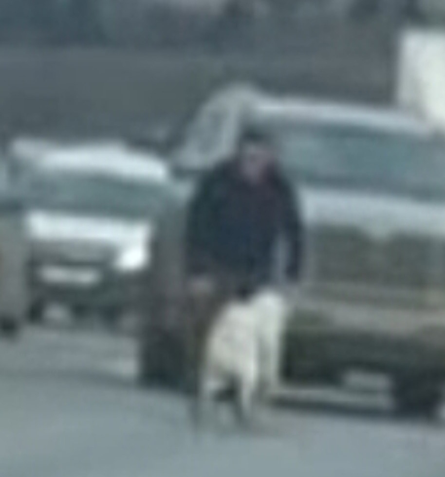 Пропала собака в Сергиевом Посаде — фото объявления