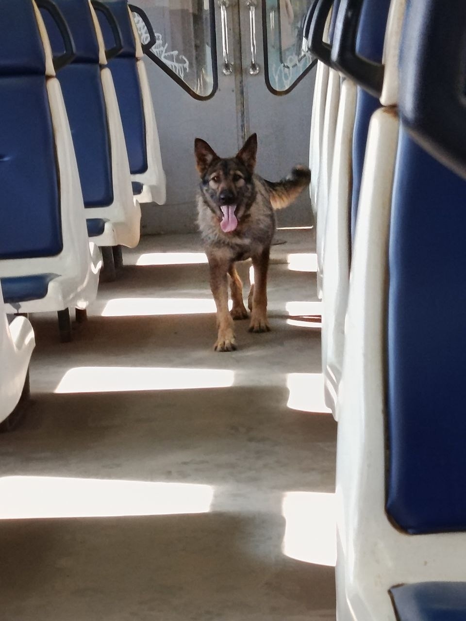 Найдена собака в Сергиевом Посаде — фото объявления