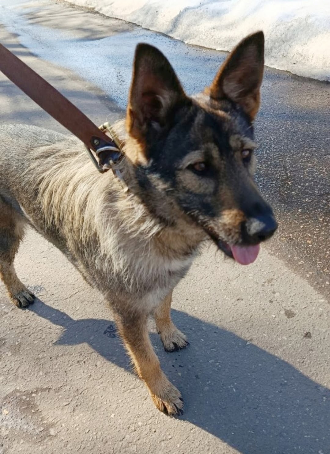 Найдена собака в Сергиевом Посаде — фото объявления