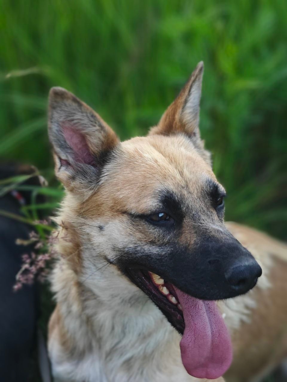 Пропала собака в Сергиевом Посаде — фото объявления