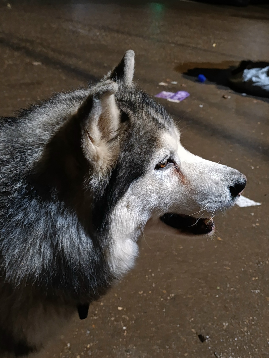 Найдена собака в Сергиевом Посаде — фото объявления